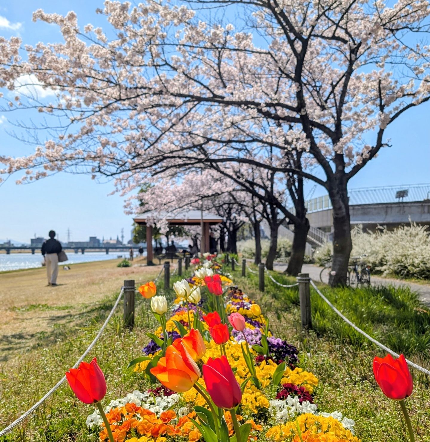 外国人も日本人も地域の文化を楽しんでほしい――韓国出身・新潟県地域おこし協力隊流の多文化共生
