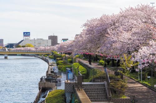 ＊学校から数分歩くと隅田川に出ます。
＊春の桜並木は見事です。